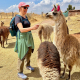 Feeding the llamas in Peru.